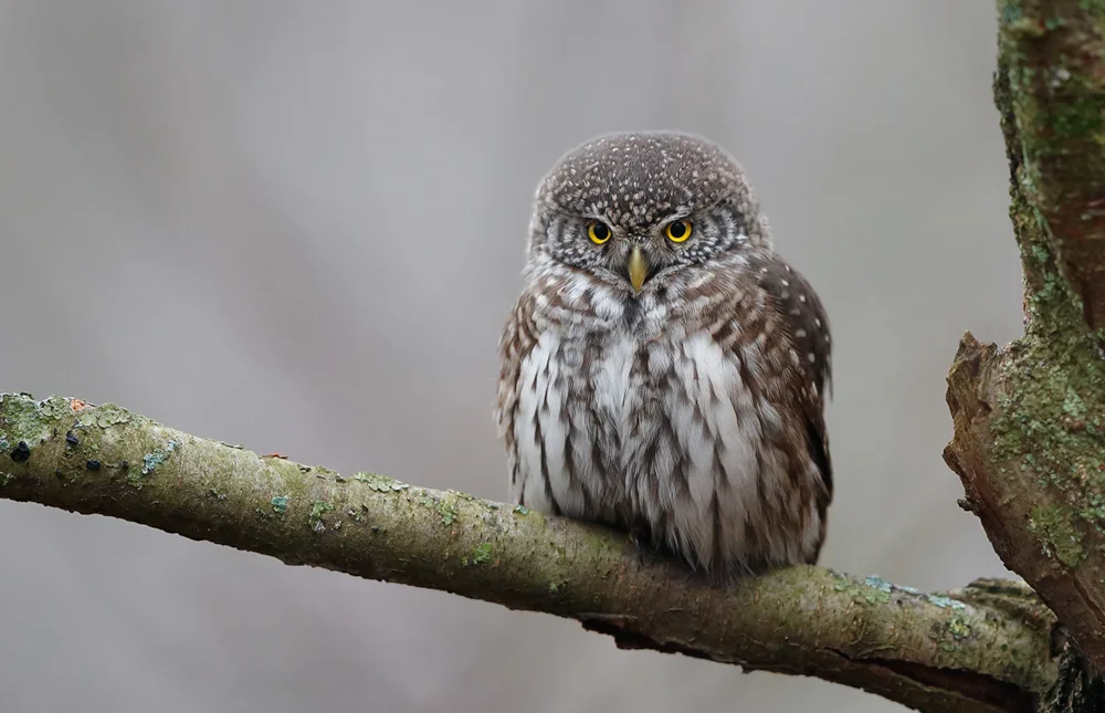Owls of Ukraine: nocturnal hunters that we hardly see