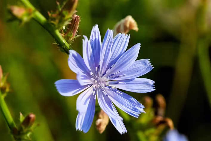 Chicory: from a forced coffee substitute to a separate beverage culture
