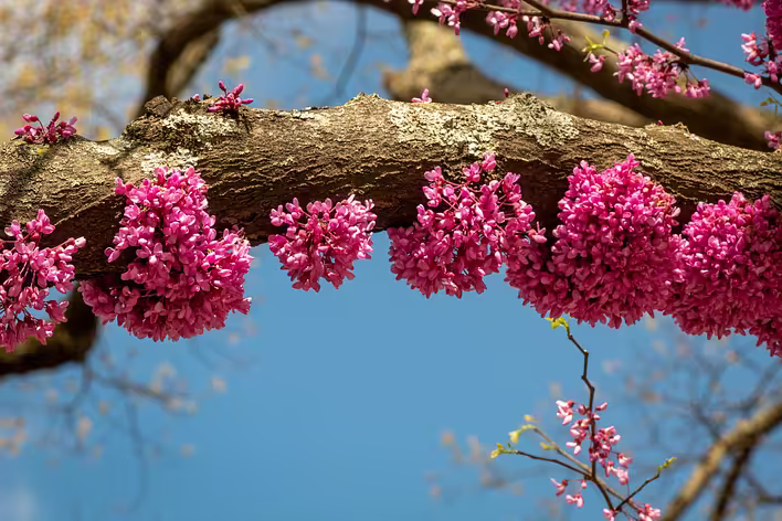 Blutbuche — ein Baum, der im Frühling mit Blumen direkt am Stamm bedeckt ist.