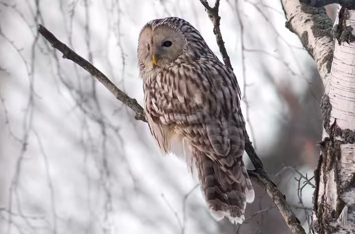 Strix_uralensis,_Kotka,_Finland_1.jpg