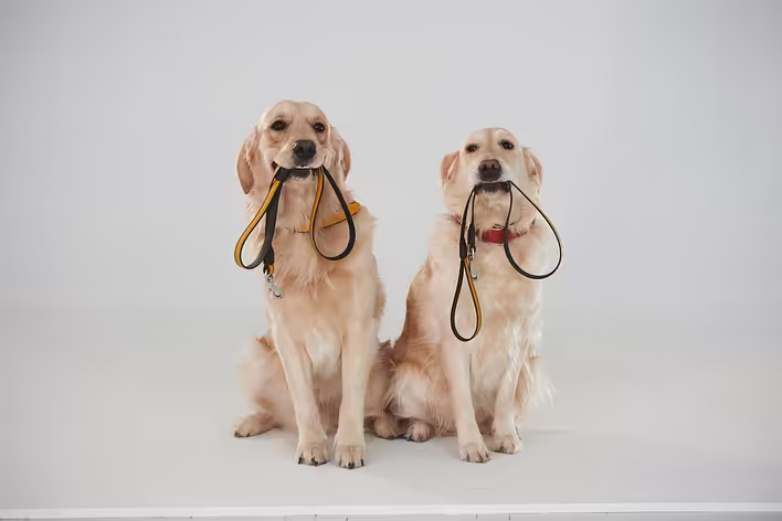 Criteria for Choosing Reliable Gear for Your Dog