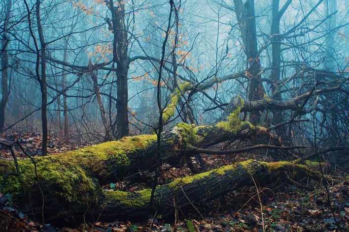 Warum gefällte Bäume so wichtig für den Wald sind