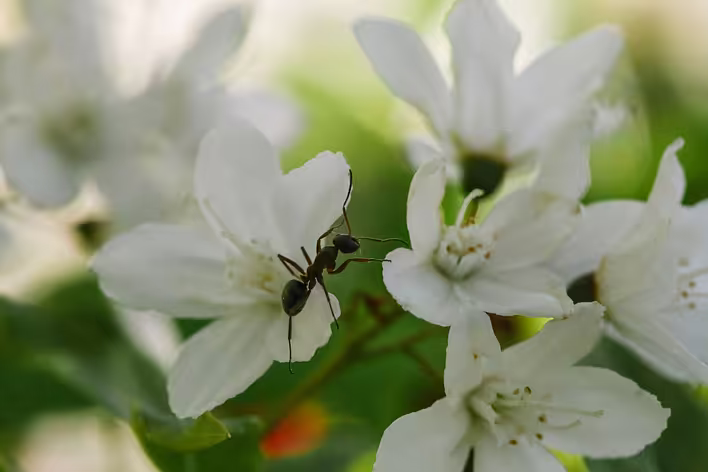 Aphids and ants: a strange alliance often seen on flowers