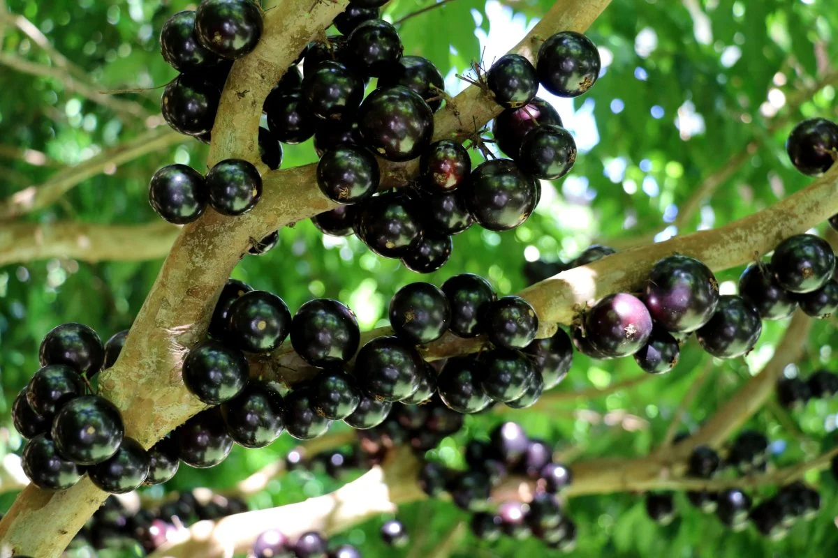 jabuticaba-en-costa-rica-un-fruto-exotico-descubierto-700114.webp