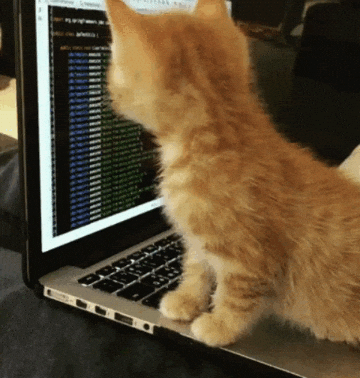 Cat Coding GIF.gif