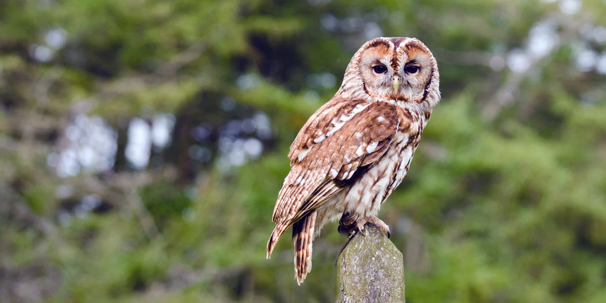 tawny-owl_4c297d80-47ee-419b-99a8-5a72249b448f.webp