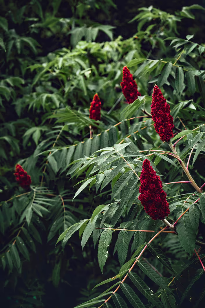 jonnelle-yankovich-DJFVUlBr_lA-unsplash.jpg