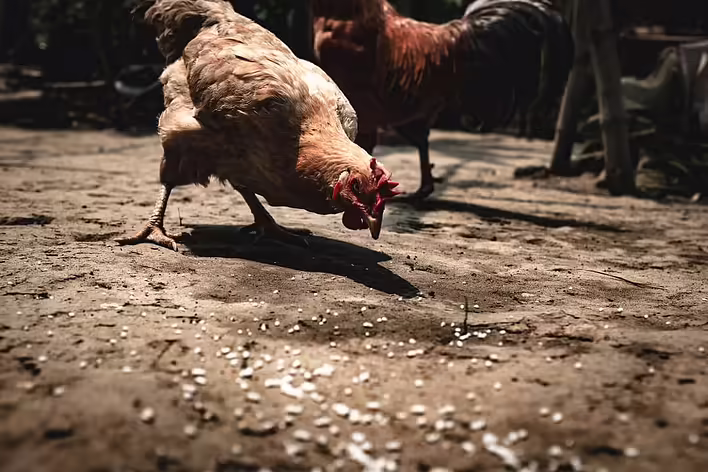 Хто такий Бос KFC?