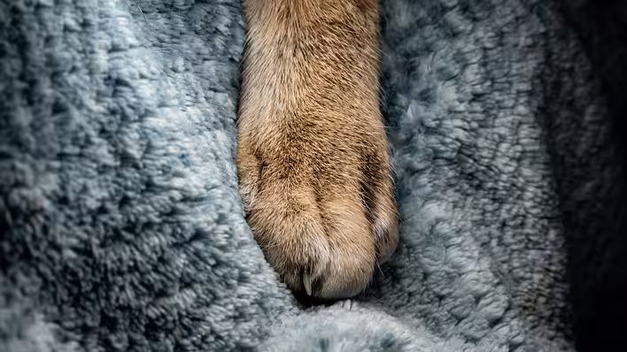 Why do cats knead blankets, clothes, or people with their paws?