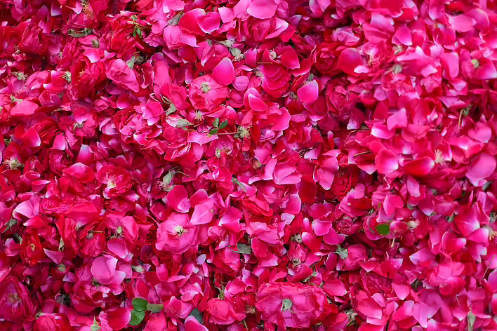 Turkish sweets with rose