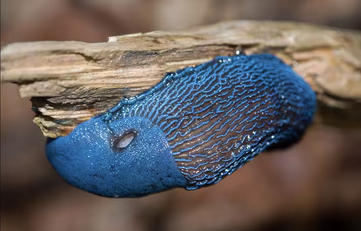 Carpathian snail: a blue snail that can be found in the Carpathians