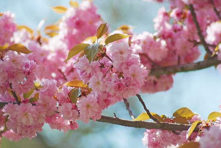 Pink cloud in the garden: the best flowering trees