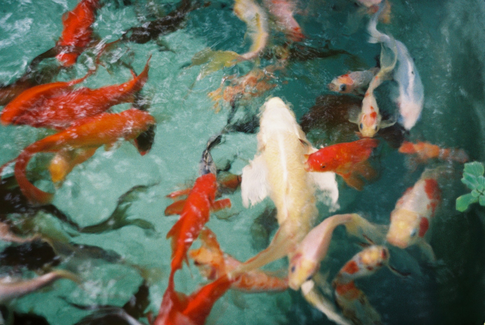 Koi-Karpfen: Wie ein gewöhnlicher Fisch zum lebendigen Symbol Japans wurde