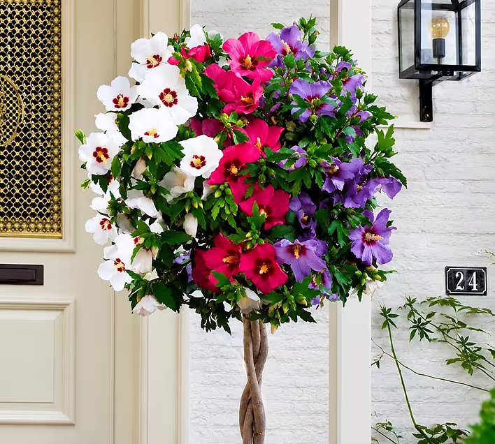 Hibiscus tree: beauty and benefits for your garden