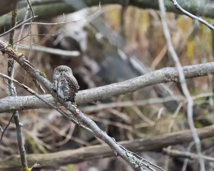 2560px-glaucidium-passerinum-russia.webp