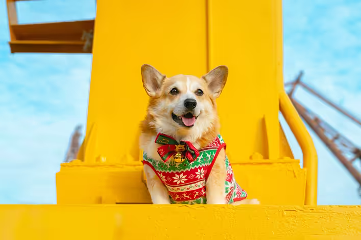 Ugly Christmas sweater: що це за светр і чому він має бути «потворним»