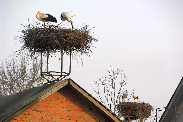 Stork's nest on the roof of the house: symbolism, signs, and impact on the roof