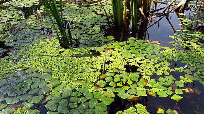Wassernuss — eine geheimnisvolle Frucht aus ukrainischen Gewässern